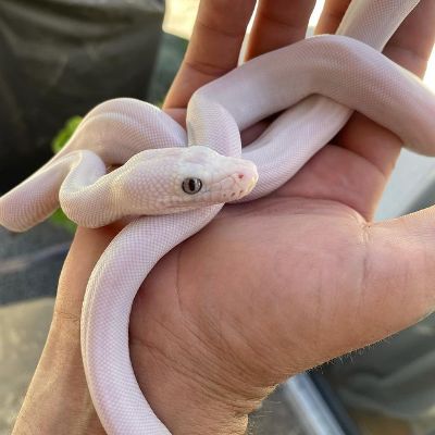 The snake is white in color.